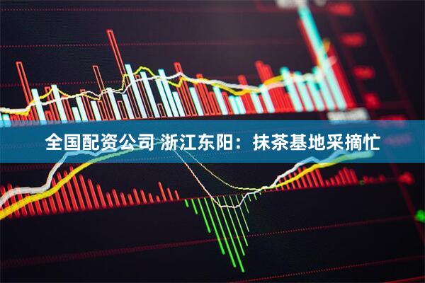 全国配资公司 浙江东阳：抹茶基地采摘忙